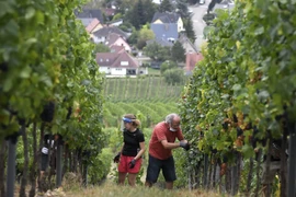 Nông dân thu hoạch nho tại Alsace, Pháp. (Ảnh: AFP/TTXVN)
