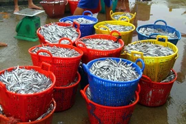 Cá cơm có giá bán trong khoảng 13.000-15.000 đồng/kg. (Ảnh: Tá Chuyên/TTXVN)