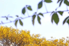 Vẻ đẹp quyến rũ của hoa Lim xẹt trên bán đảo Sơn Trà