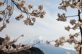 Chiêm ngưỡng vẻ đẹp của hoa anh đào và núi Phú Sĩ