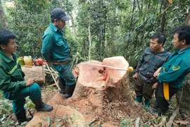 Hiện trường xảy ra vụ khai thác rừng phòng hộ trái phép tại xã Pù Nhi, huyện Mường Lát, Thanh Hóa. (Ảnh: TTXVN phát)