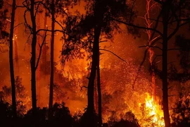 Vụ cháy rừng kéo dài suốt 2 ngày qua. (Nguồn: AFP)