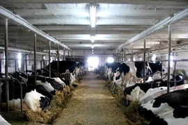 Một trang trại nuôi bò sữa. (Ảnh: Dairy farmers of Canada/TTXVN)