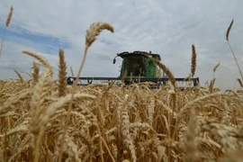 Nông dân thu hoạch lúa mỳ trên cánh đồng ở vùng Stavropol, Nga. (Ảnh: AFP/TTXVN)