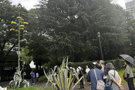 Người dân địa phương và du khách ngắm cây Thùa nở hoa tại công viên Hibiya ở Tokyo. (Ảnh: Nguyễn Tuyến/TTXVN)