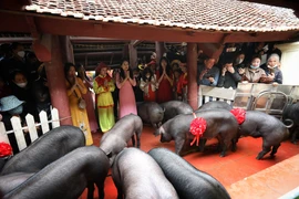 Lợn đen đã được rước và tập kết ở Nghè Tân Phượng để làm lễ. (Ảnh: Danh Lam/TTXVN)