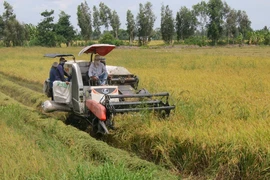 Thu hoạch lúa Hè Thu tại huyện Châu Thành A. (Ảnh: Duy Khương/TTXVN)