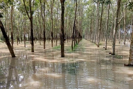 Khoảng 12,5ha cao su của nhiều hộ dân ở khu vực ấp Mương Đào, xã Long Nguyên, huyện Bàu Bàng, tỉnh Bình Dương bị ngập cục bộ. (Ảnh: Huyền Trang/TTXVN)