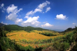 Ruộng bậc thang xã Miền Đồi (huyện Lạc Sơn, Hòa Bình) đang vào mùa thu hoạch. (Ảnh: Trọng Đạt/TTXVN)