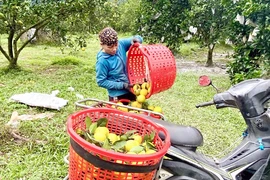 Bà Dương Thị Mai (thôn Anh Hùng, xã Thượng Lộc, huyện Can Lộc) chuyển cam lên xe máy để đưa đi tiêu thụ. (Ảnh: Hữu Quyết/TTXVN)