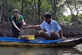 Khách du lịch trải nghiệm đặt lú bắt cua dưới vuông tôm tại điểm du lịch cộng đồng của ông Trần Văn Hướng (ấp Cồn Mũi, xã Đất Mũi, huyện Ngọc Hiển, Cà Mau). (Ảnh: Kim Há /TTXVN)