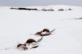 Hầu hết các địa phương của Mông Cổ đã và đang hứng chịu thời tiết cực đoan trong mùa Đông này. (Ảnh: AFP/TTXVN)