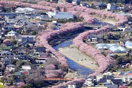 Những ngôi nhà trong mùa hoa anh đào nở rộ tại tỉnh Shizuoka (Nhật Bản). (Ảnh minh họa: Kyodo/TTXVN)