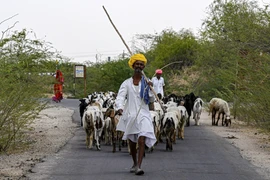 Người dân chăn nuôi gia súc ở Bandai (Ấn Độ). (Ảnh: AFP/TTXVN)
