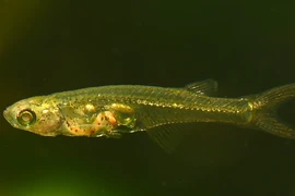 Danionella Cerebrum là loài cá nhỏ sống ở vùng nước nông ngoài khơi Myanmar. (Nguồn: CNN)
