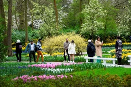Du khách tham quan vườn hoa Keukenhof ở Lisse (Hà Lan), ngày 21/3/2024. (Ảnh: AFP/TTXVN)