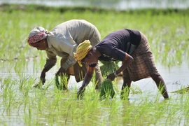 Nông dân trồng lúa trên cánh đồng tại Nagaon, bang Assam (Ấn Độ). (Ảnh: THX/TTXVN)