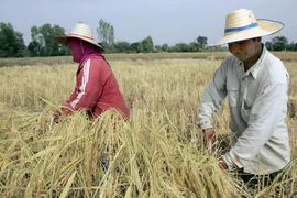 Nông dân thu hoạch lúa trên cánh đồng ở tỉnh Roi Et (Thái Lan). (Ảnh: AFP/TTXVN)