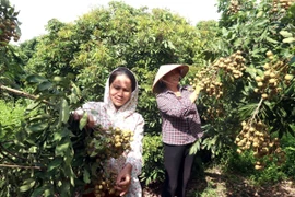 Các thành viên của Hợp tác xã cây ăn quả đặc sản Quyết Thắng, xã Tân Hưng, thành phố Hưng Yên chuẩn bị cho vụ thu hoạch nhãn. (Ảnh: Mai Ngoan/TTXVN)