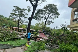 Trường Trung học Phổ thông Lý Thường Kiệt (quận Long Biên) bị thiệt hại nặng nề khi gãy đổ hơn chục cây xanh. (Ảnh: TTXVN phát)