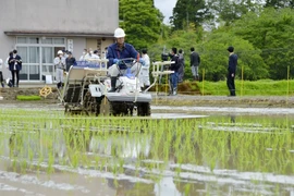 Nông dân trồng lúa trên cánh đồng tại Futaba, tỉnh Fukushima (Nhật Bản). (Ảnh: Kyodo/TTXVN)