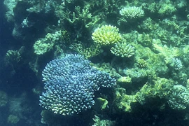 Rạn san hô Great Barrier ở ngoài khơi bang Queensland, Australia bị tẩy trắng trên diện rộng, ngày 7/3/2022. Ảnh: AFP/TTXVN