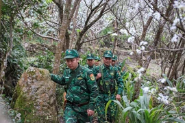 Cán bộ, chiến sỹ Đồn Biên phòng Thàng Tín (Hà Giang) tuần tra, kiểm soát địa bàn được giao phụ trách. (Ảnh: Nam Thái/TTXVN)