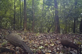 Trồng 50.000 cây bản địa tại Khu dự trữ thiên nhiên Động Châu-Khe Nước Trong