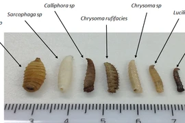 Ấu trùng ruồi Maggot. (Nguồn: shire.science.uq.edu.au)