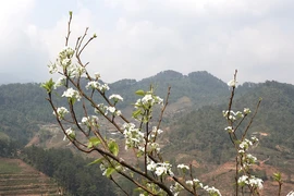 Mùa hoa lê ở vùng cao Mù Cang Chải