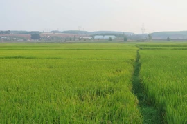 Cánh đồng lúa tại xã Đoàn Kết, thành phố Kon Tum đã bước vào thời kỳ chín sáp, không cần quá nhiều nước. (Ảnh: Dư Toán/TTXVN)