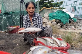 Cá của các hộ nuôi ở thị xã Sông Cầu (Phú Yên) bị chết hàng loạt. (Ảnh: TTXVN phát)