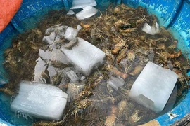 Tôm hùm ở thị xã Sông Cầu (Phú Yên) bị chết hàng loạt. (Ảnh: TTXVN phát)