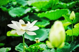 Vẻ đẹp thuần khiết của những bông sen trắng trong đầm sen Tây Hồ, Hà Nội. (Ảnh: Khánh Hòa/TTXVN)