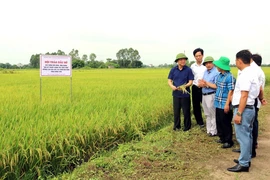 Các đại biểu tham quan mô hình trồng lúa Gia Lộc 516 tại xã Dị Chế, huyện Tiên Lữ, tỉnh Hưng Yên. (Ảnh: TTXVN)
