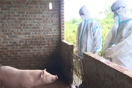 Huyện Hải Hà có 4 xã xuất hiện dịch tả lợn châu Phi. (Ảnh: TTXVN phát)