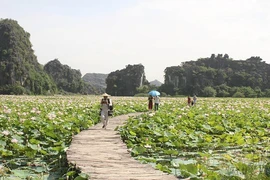 Cánh đồng sen Nhật tại huyện Hoa Lư, tỉnh Ninh Bình phục vụ du khách đến tham quan. (Ảnh: Thùy Dung/TTXVN)