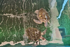 Khu vực cứu hộ rùa biển ở Vườn quốc gia Núi Chúa (huyện Ninh Hải, tỉnh Ninh Thuận). (Ảnh: TTXVN phát)