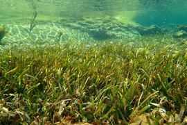 Thảm cỏ biển thuộc Khu bảo tồn biển Vườn quốc gia Núi Chúa (huyện Ninh Hải, tỉnh Ninh Thuận). (Ảnh: TTXVN phát)
