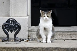 Mèo Larry. (Nguồn: nst.com.my/AFP)