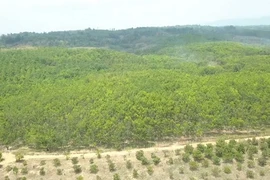 Diện tích rừng thuộc địa bàn quản lý của Ban Quản lý rừng phòng hộ Ia Puch, huyện Chư Prông, tỉnh Gia Lai bị phá trắng để chiếm đất trồng cao su suốt hơn 10 năm qua. (Ảnh: TTXVN phát)