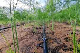 Ứng dụng công nghệ tưới nước tiết kiệm cho cây măng tây xanh trồng trên vùng đất cát ở xã An Hải (Ninh Phước, Ninh Thuận). (Ảnh: Nguyễn Thành/TTXVN)