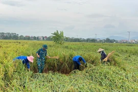 Tuổi trẻ huyện Sóc Sơn, Hà Nội cùng lực lượng quân đội và nhân dân bó dựng lại diện tích lúa bị đổ. (Ảnh: TTXVN phát)