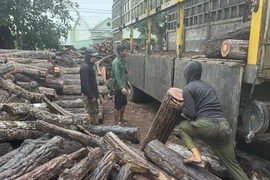 Lực lượng chức năng kiểm đếm khối lượng gỗ vận chuyển trái phép tại xã biên giới Ia Mơ, Gia Lai. (Ảnh: Hoài Nam/TTXVN)