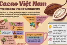 Đã đến lúc cacao Việt Nam trở lại với giấc mơ trở thành "thủ phủ" của châu Á?