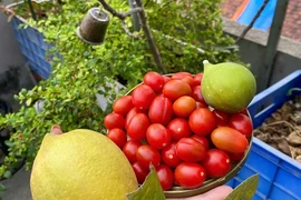 Thu hoach trên sân thượng. (Nguồn: Vietnam+)