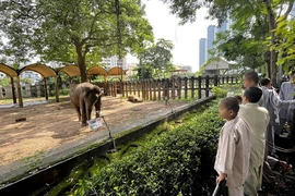 Các thanh thiếu niên có hoàn cảnh đặc biệt tham quan Thảo Cầm Viên Sài Gòn, Thành phố Hồ Chí Minh. (Ảnh: Thanh Vũ/TTXVN)