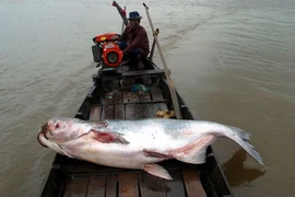 Hình ảnh một con cá da trơn khổng lồ tại sông Mekong. (Nguồn: Reuters)