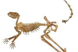 Bộ xương của Protemnodon có kích thước gấp đôi con chuột túi đỏ. (Cung cấp: Đại học Flinders)