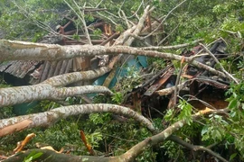 Một nhà ở huyện Bạch Thông (tỉnh Bắc Kạn) bị cây đổ gây hư hỏng nặng. (Ảnh: TTXVN phát)